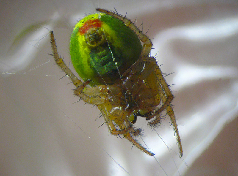 Araniella opisthographa